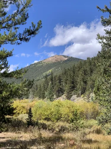 are dogs allowed in buffalo peak wilderness