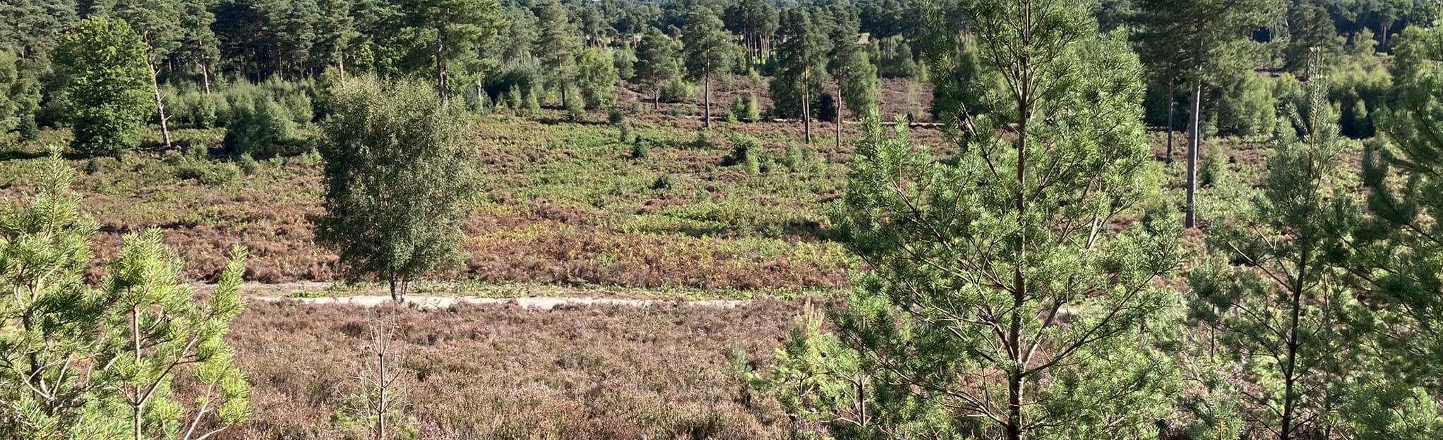 Bourne Wood and Farnham Heath Circular, Surrey, England 65 Reviews
