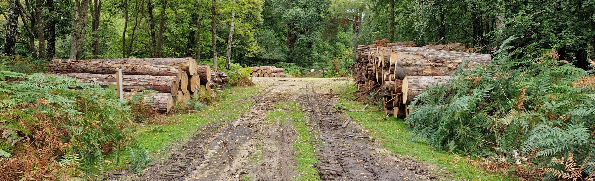 New Forest Woodlands Hampshire, England AllTrails