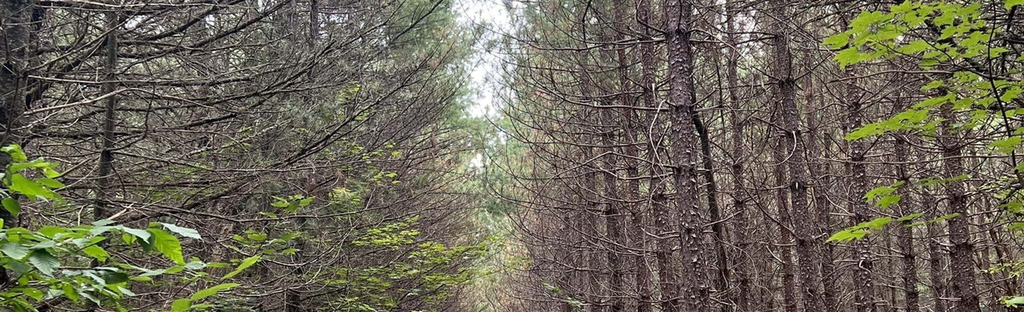 Intervale Trail, Maine 20 Reviews, Map AllTrails