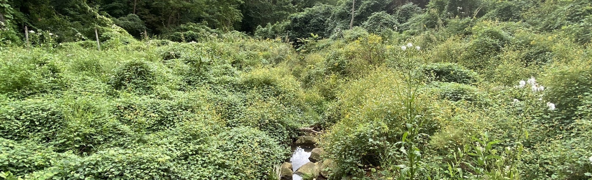 Dumbarton Oaks and Montrose Ropewalk 81 Reviews, Map District of