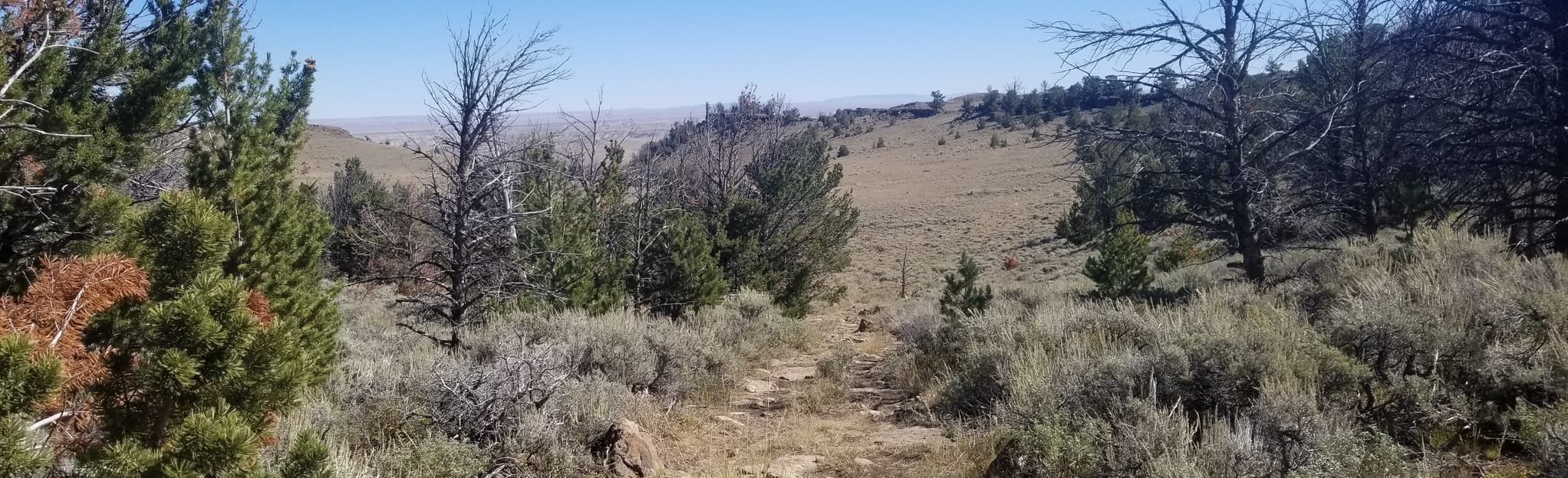 Steamboat Mountain 4 Reviews, Map Wyoming AllTrails