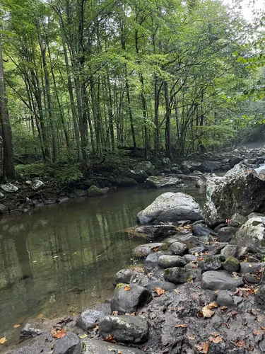 Hellgrammites - New River Gorge National Park & Preserve (U.S.