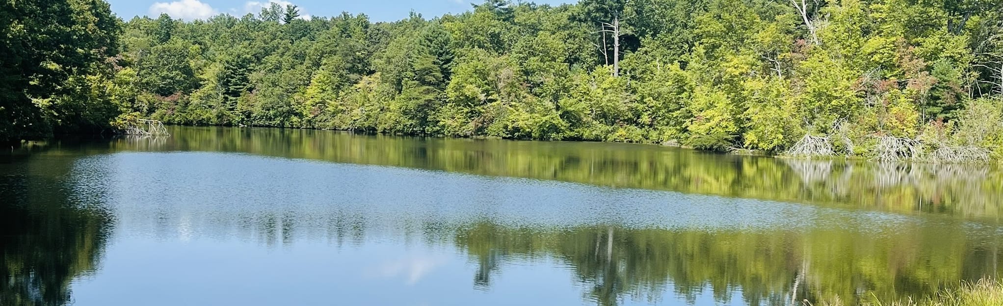 Lake Alice Trail, Tennessee 121 Reviews, Map AllTrails