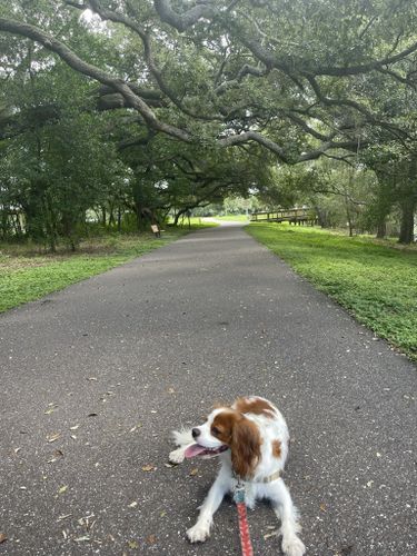 are dogs allowed at eagle lake park