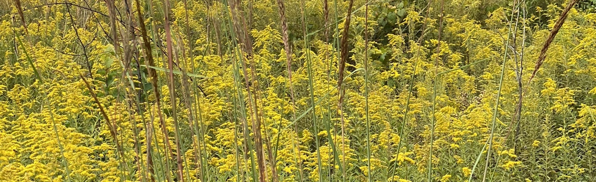 Motter Metro Nature Trail 9 Reviews, Map Ohio AllTrails