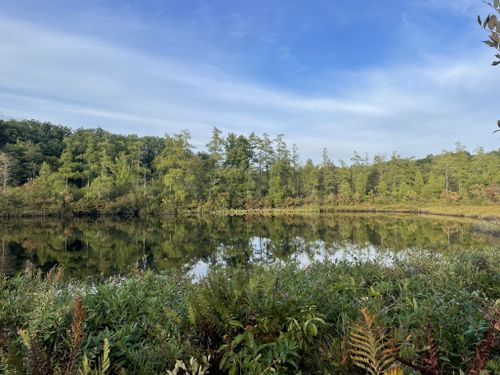 Escape to the Enchanted: Ohio's Triangle Lake Bog State Nature Preserve