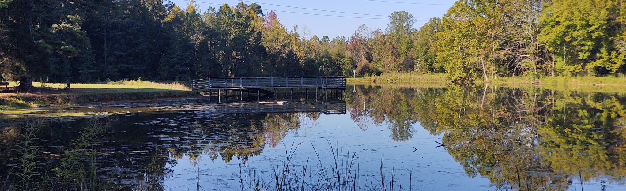 Brumley Nature Preserve: A Haven of Biodiversity | Paraiso Island