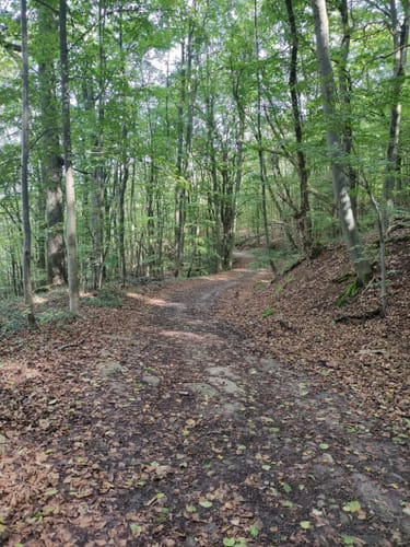 Leinach - Ruine Wildberg