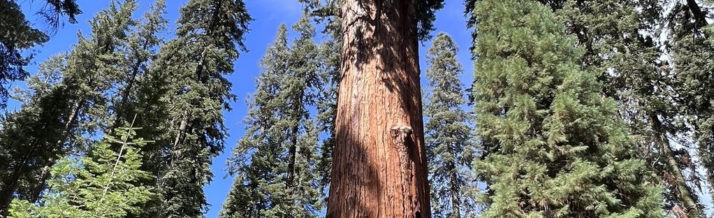 are dogs allowed at sequoia national park