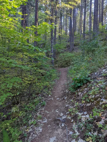 Best Hikes and Trails in Illinois River Forks State Park AllTrails