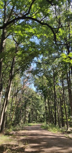 Halle (Saale): Dölauer Heide