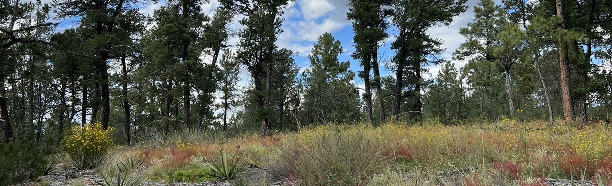 Gambles Oak and Mahogany Trails, New Mexico 47 Reviews, Map AllTrails