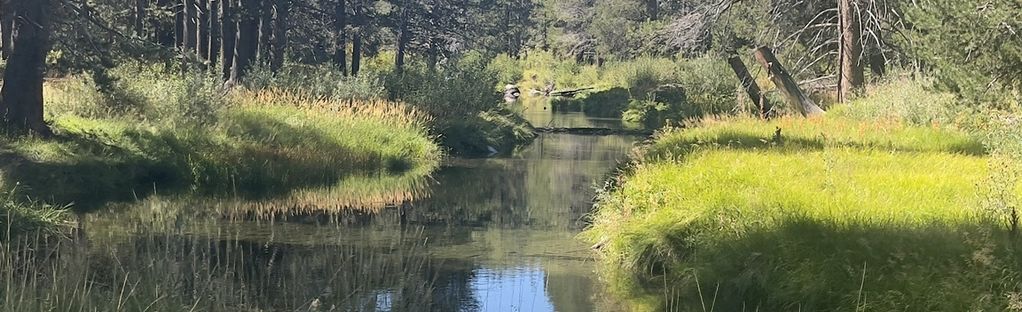 are dogs allowed at donner state park