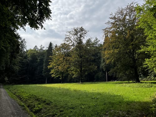 Rundwanderweg Weinheim Raubschloss 2: Durchs Bannholz