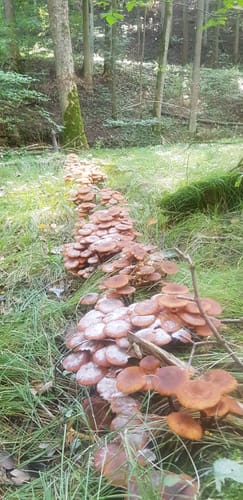 Eichhörnchengrund