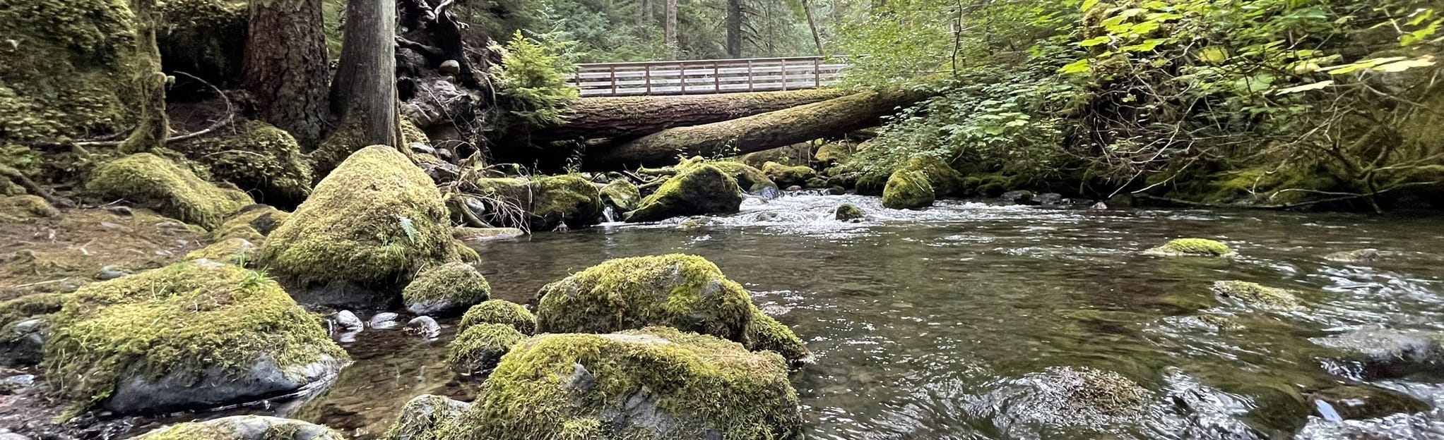 Lower Big Quilcene Trail, Washington 356 Reviews, Map AllTrails