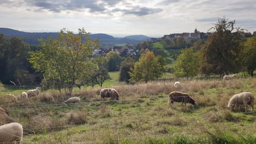 Zwischen Birkmannsweiler und Öschelbronn