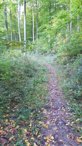 Zwischen Birkmannsweiler und Öschelbronn