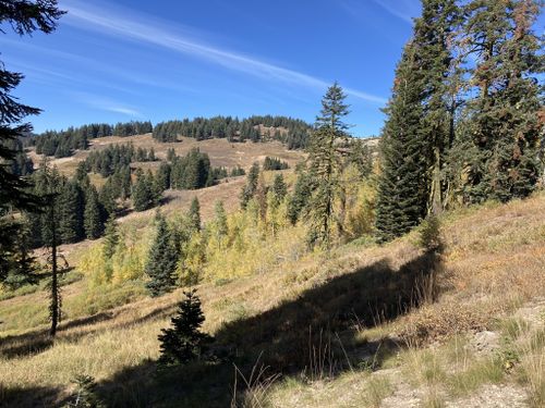 are dogs allowed at klamath national forest