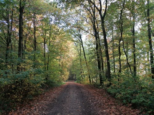 Marienforst Rundwanderweg A12