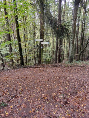 Durch den Sommerwald zur Bärenhöhle