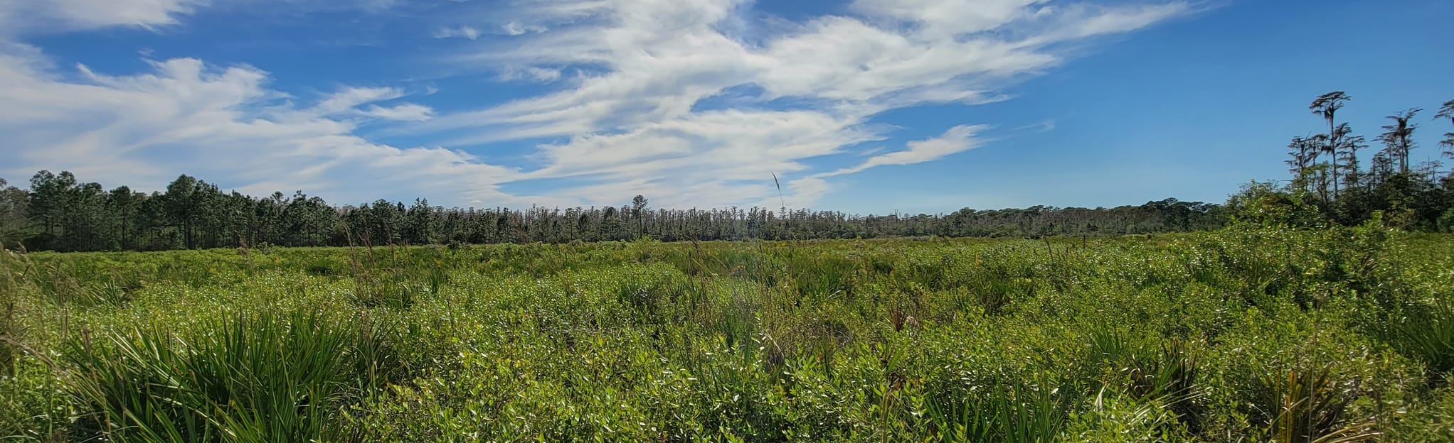 Brooker Creek Preserve Loop Trail Map, Guide Florida AllTrails