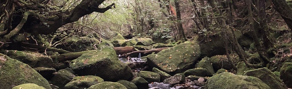 Shiratani Unsuikyo Ravine Via Taikoiwa Rock Round Trip Course Map Guide Kagoshima Japan Alltrails