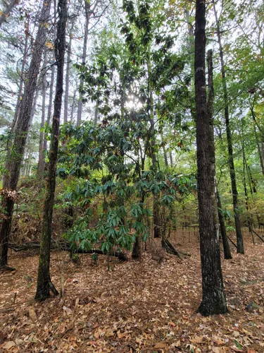 10 Best Trail Running Trails in Arkansas | AllTrails