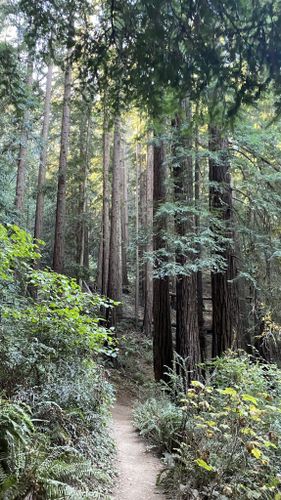 are dogs allowed in redwood regional park