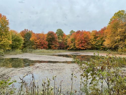 are dogs allowed at reinstein woods