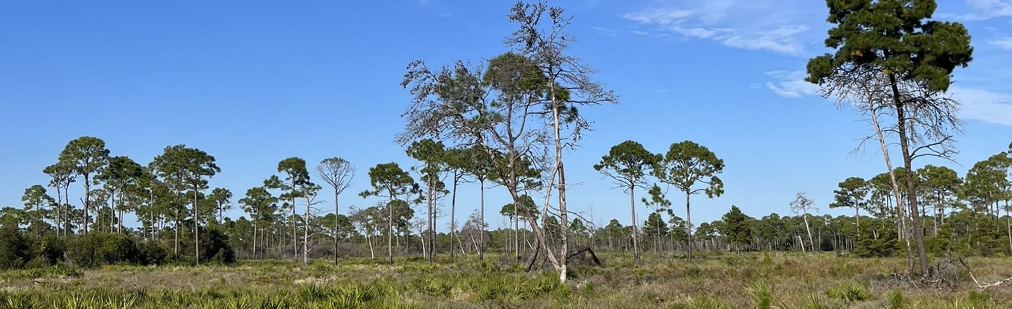High Bluff Coastal Loop Trail, Florida 166 Reviews, Map AllTrails