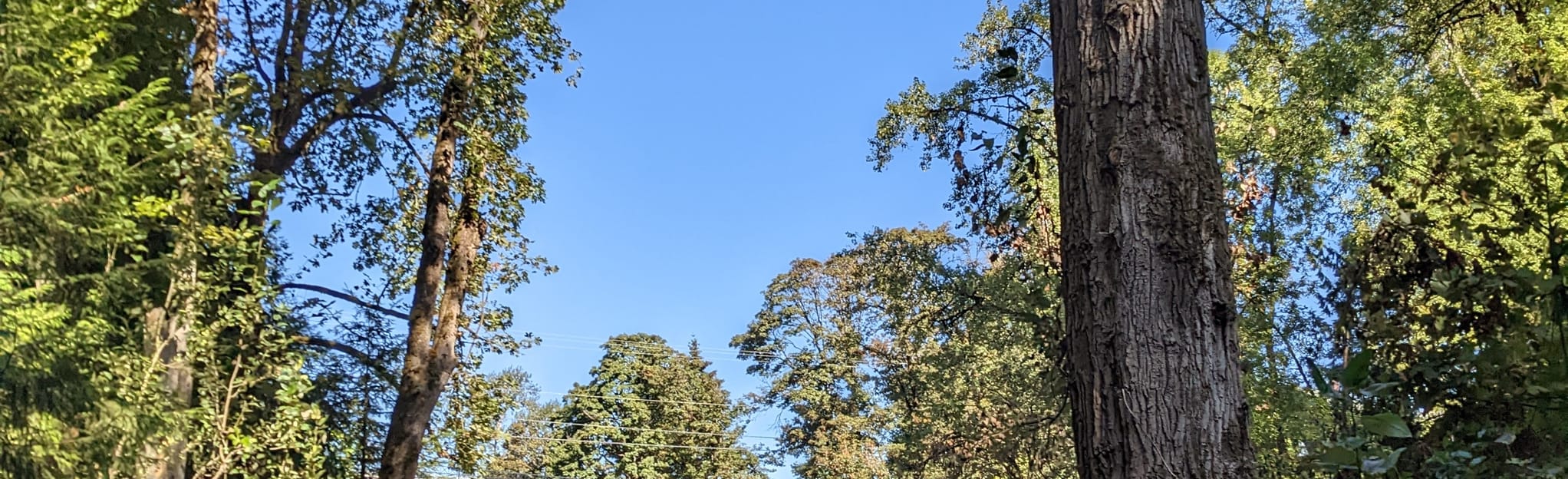 Wildwood Trail and Lower Macleay Trail, Oregon 948 Reviews, Map