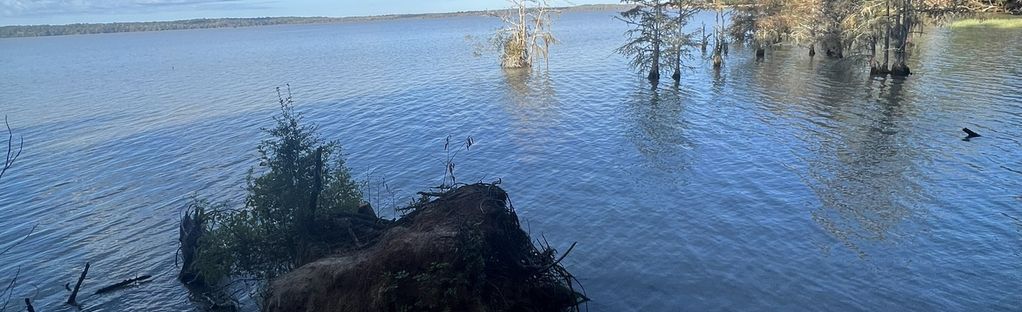 are dogs allowed in sandy creek state park