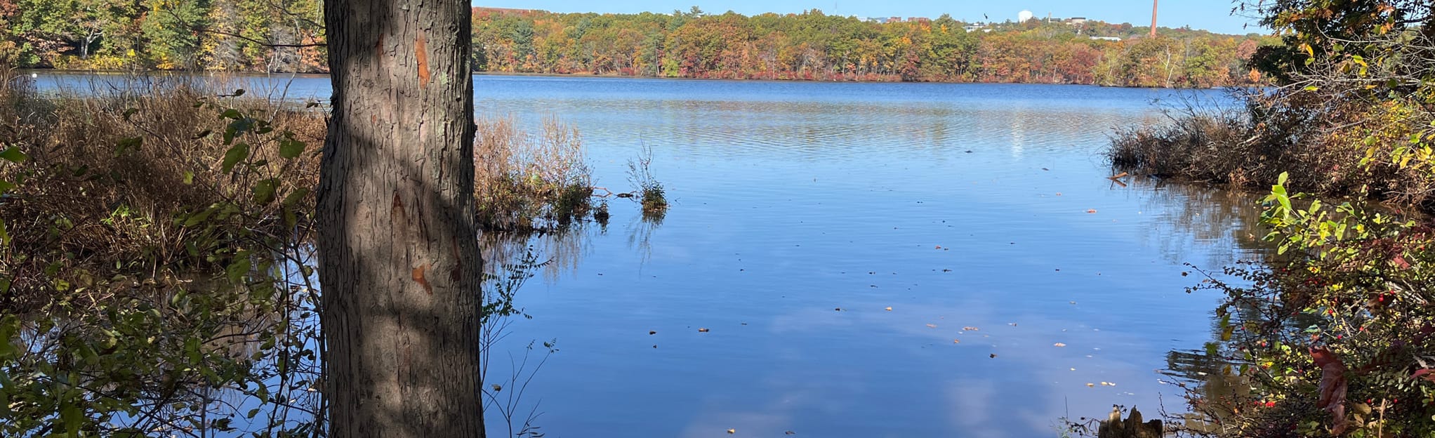 Auburndale Park The Cove Loop 73 Fotos Massachusetts AllTrails