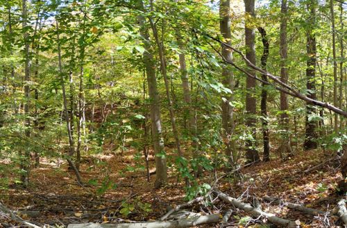 Best Hikes and Trails in Freneau Woods Park | AllTrails