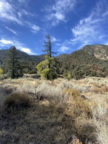 2023 Best Wildlife Trails in Pine Mountain Club | AllTrails