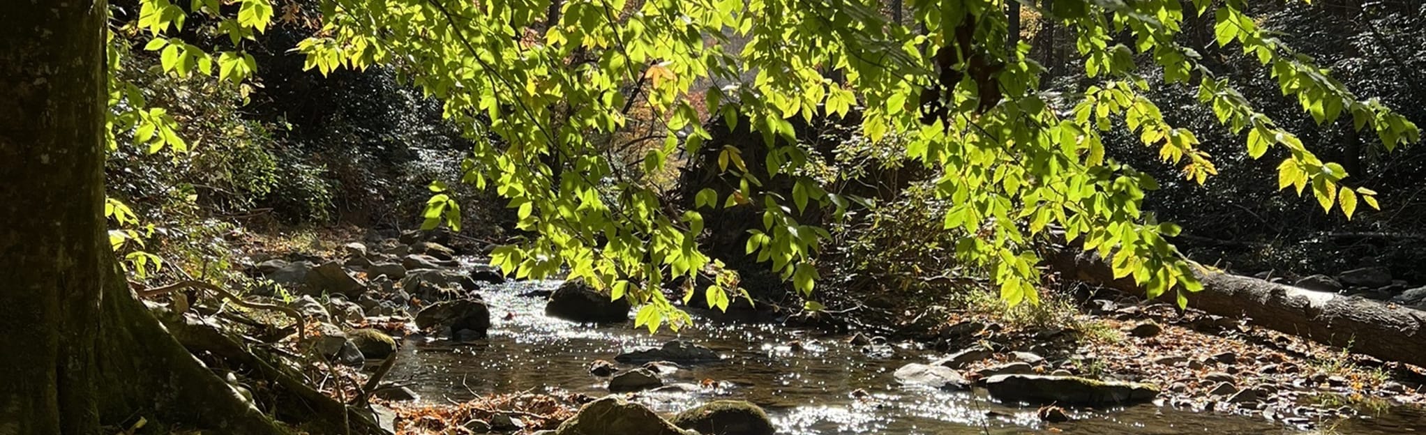 Paint Creek Trail via Paint Creek Campground, Tennessee 51 Reviews