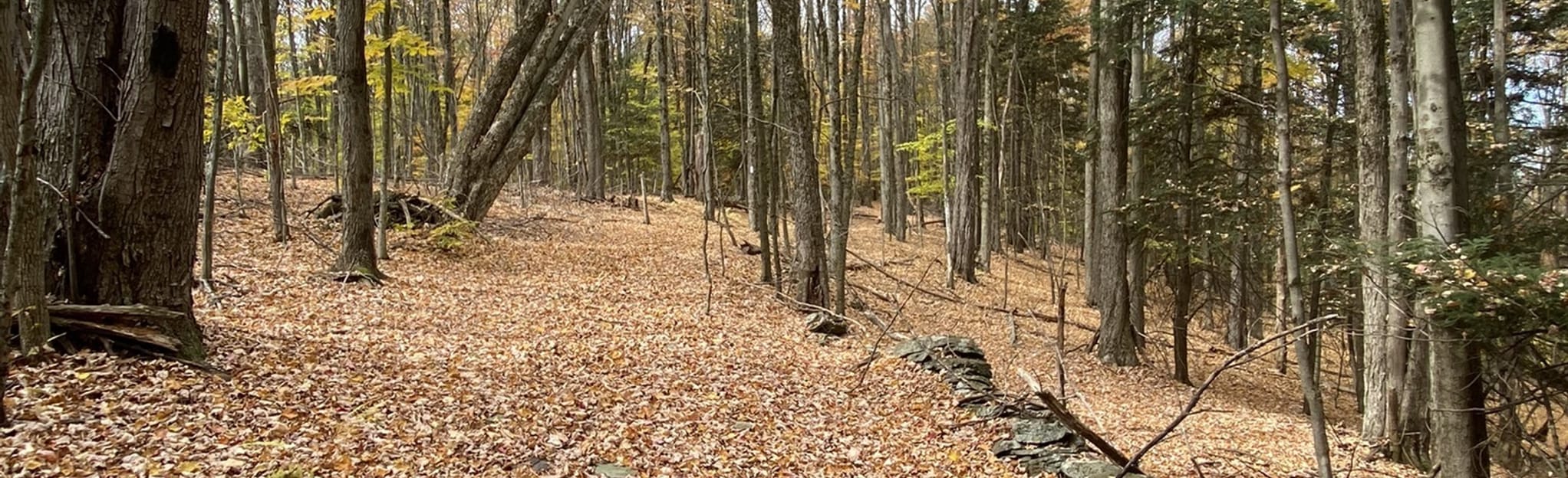 Finger Lakes Trail via Getter Hill - EyJidWNrZXQiOiJhc3NldHMuYWxsdHJhaWxzLmNvbSIsImtleSI6InVwbG9hZHMvcGhvdG8vaW1hZ2UvNTM1NzcwODYvMzMxNzgwNzQwN2RiMWE1ZWEwMDQ4M2I4ZDk2MmVmMGYuanBnIiwiZWRpdHMiOnsidG9Gb3JtYXQiOiJqcGVnIiwicmVzaXplIjp7IndpZHRoIjoyMDQ0LCJoZWlnaHQiOjYyNCwiZml0IjoiY292ZXIifSwicm90YXRlIjpudWxsLCJqcGVnIjp7InRyZWxsaXNRdWFudGlzYXRpb24iOnRydWUsIm92ZXJzaG9vdERlcmluZ2luZyI6dHJ1ZSwib3B0aW1pc2VTY2FucyI6dHJ1ZSwicXVhbnRpc2F0aW9uVGFibGUiOjN9fX0=
