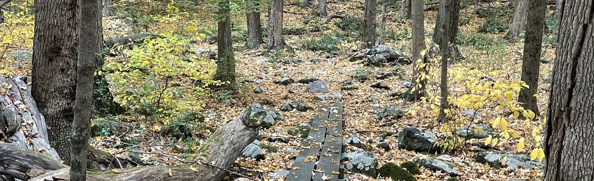 Irene’s Woods and Towner Hill 31 Reviews, Map Connecticut AllTrails