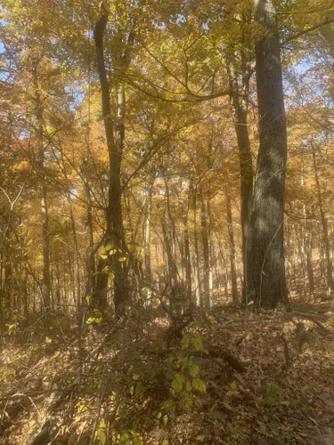 BLINKY dans la FORÊT sur