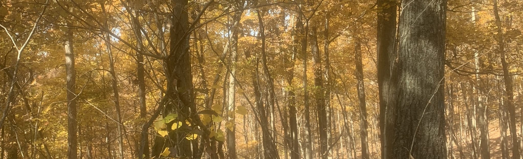 Lockegee Rock, Kentucky - 160 Reviews, Map | AllTrails