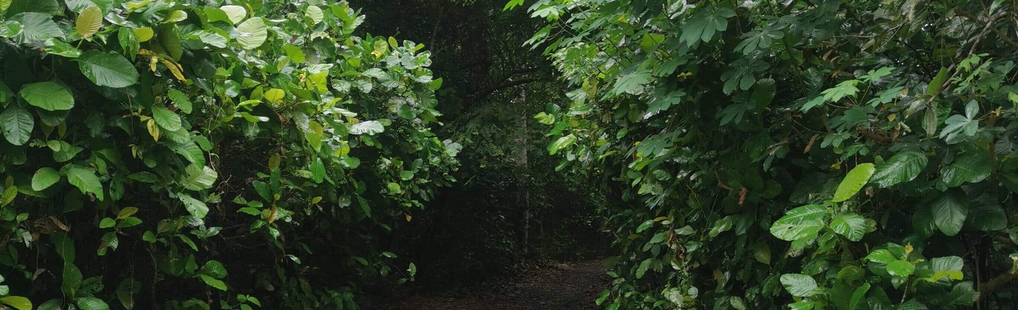 Casuarina Road Bukit Panjang 659 fotos Região Central, Singapura