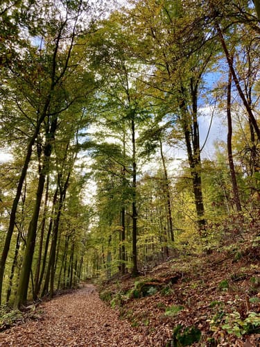 Rundwanderweg Nr. 3: Königs-Weg