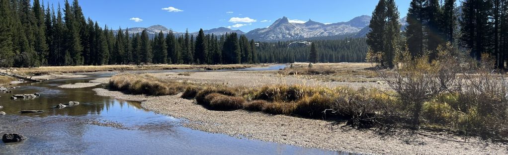 are dogs allowed in tuolumne meadows