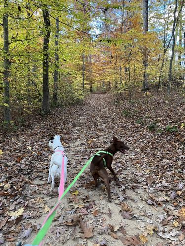 are dogs allowed at levi jackson state park