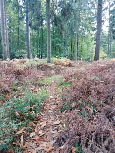 Bei Labbeck durch den Tüchelwald