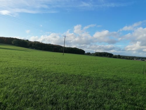 Bei Labbeck durch den Tüchelwald