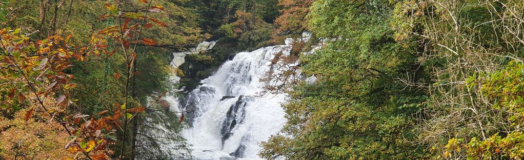 are dogs allowed at swallow falls