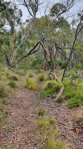 Best Hikes and Trails in Watts Gully Forest Reserve | AllTrails